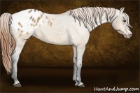 Horse Color:Buckskin Dun Appaloosa 