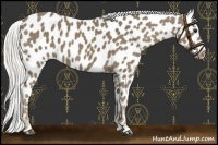 Horse Color:Silver Smoky Black Near Leopard