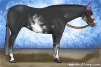 Horse Color:White Spotted Black Frame 
