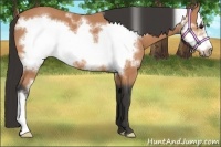 Horse Color:Buckskin Frame 