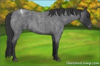 Horse Color:Blue Roan Varnish 