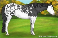 Horse Color:Blue Roan Splash Appaloosa 
