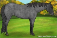 Horse Color:Blue Roan Varnish 