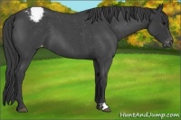 Horse Color:Blue Roan Varnish 
