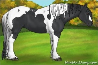 Horse Color:Black Tobiano 