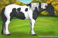 Horse Color:Black Tobiano