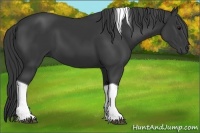 Horse Color:Black Tobiano