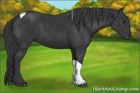 Horse Color:Black Tobiano 