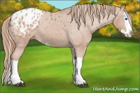 Horse Color:Chestnut Splash Appaloosa 
