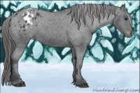 Horse Color:Black Appaloosa
