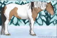 Horse Color:Sable Champagne Tobiano 