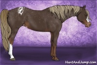Horse Color:Liver Chestnut Varnish 