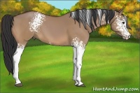 Horse Color:White Spotted Bay Dun 