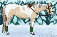 Horse Color:Red Dun Roan Splash Tobiano 