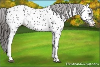 Horse Color:Black Near Leopard 