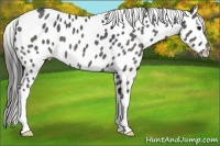 Horse Color:Blue Roan Near Leopard 