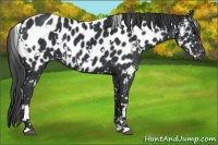 Horse Color:White Spotted Black Near Leopard 