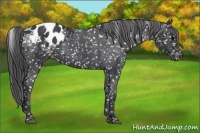 Horse Color:Black Appaloosa