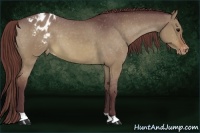 Horse Color:Chocolate Brown Dun Appaloosa 