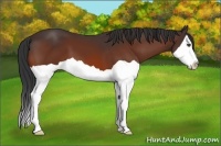 Horse Color:Bay Splash 