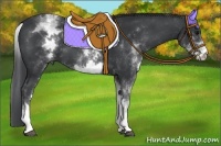 Horse Color:White Spotted Black 