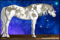 Horse Color:White Spotted Chocolate Palomino Splash