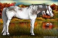 Horse Color:White Spotted Liver Chestnut Splash 