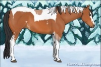 Horse Color:White Spotted Bay Tobiano 