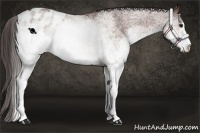 Horse Color:White Spotted Bay Appaloosa 