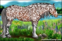 Horse Color:Bay Appaloosa 