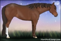 Horse Color:Liver Chestnut 
