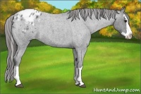 Horse Color:Blue Roan Splash Varnish
