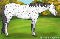 Horse Color:Black Appaloosa 