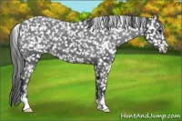 Horse Color:Black Appaloosa 
