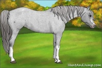 Horse Color:Blue Roan Varnish 