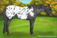 Horse Color:Black Near Leopard 