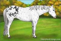 Horse Color:Black Appaloosa 