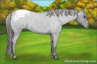 Horse Color:Blue Roan Appaloosa 