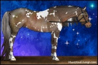 Horse Color:White Spotted Liver Chestnut Rabicano 