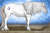 Horse Color:Chocolate Palomino Appaloosa 