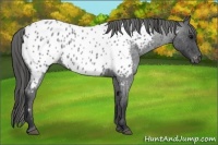Horse Color:Blue Roan Appaloosa 
