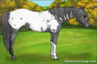 Horse Color:Black Appaloosa