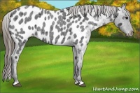 Horse Color:Smoky Blue Roan Near Leopard 