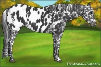 Horse Color:White Spotted Black Appaloosa 