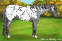 Horse Color:Blue Roan Appaloosa