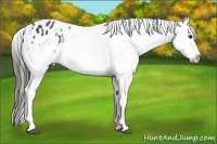 Horse Color:White Spotted Black Blanket Rabicano 