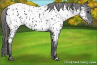 Horse Color:Blue Roan Appaloosa 