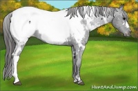 Horse Color:White Spotted Black Near Fewspot 