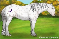 Horse Color:Brown Appaloosa 