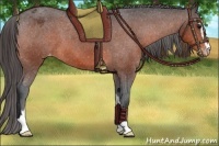 Horse Color:Bay Sabino Appaloosa 